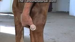 IntraArticular Joint Injections The Hock [upl. by Nylodam643]