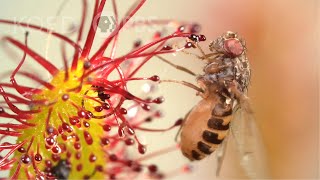 Cape Sundews Trap Bugs In A Sticky Situation  Deep Look [upl. by Alidia513]