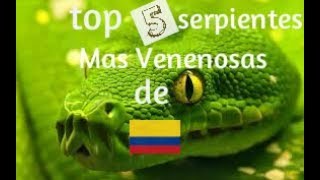 Las serpientes mas venenosas de Colombia serpientes venenosas de Colombia [upl. by Saisoj]