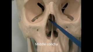 Osteology of the Skull 7 The Face [upl. by Anasus292]