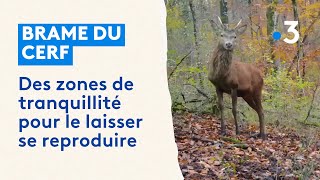 Brame du cerf  des zones de tranquillité pour la reproduction [upl. by Yor12]