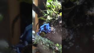 Tinctorius mating behavior dartfrogs [upl. by Elfrieda35]