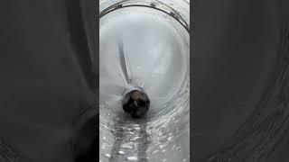 Sewer jetting nozzlesUsed for sewer cleaningplumbing sewercamerainspections [upl. by Webster]