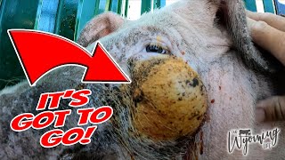 Insane Draining a Huge PussFilled Pimple on a Pig [upl. by Barbara-Anne]