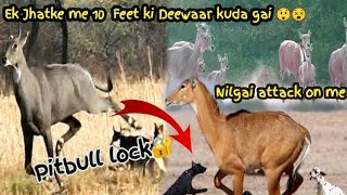 Nilgai ne achanak attack kar diya😵 10 Feet ki deewaar kud gai trending viral funny youtube [upl. by Oirevas]