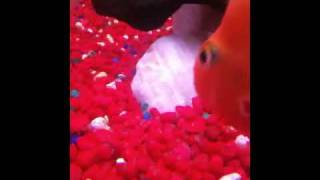 Blood Parrot laying Eggs best video [upl. by Elora]