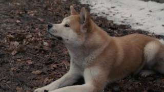 AFFIRM Films Presents Hachi A Dogs Tale [upl. by Ellinger]