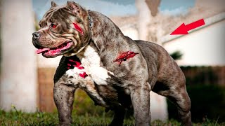 The Most Powerful Dogs in the World  5 That Will Shock You [upl. by Nire]