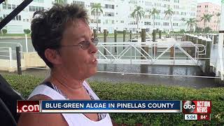 Bluegreen algae now detected in Pinellas County waterways [upl. by Drofnil]