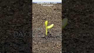 Growing Rock Melon from seed  time lapse shorts [upl. by Ylrehs]