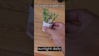 How to care for a Euphorbia Japonica l Euphorbia Japonica care tips [upl. by Brandais614]