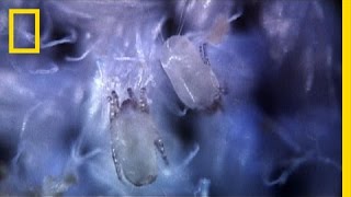 Secret Life of Dust Mites  I Didnt Know That [upl. by Nare]