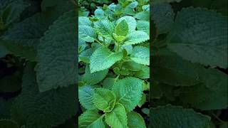 Daun Jinten  Plectranthus amboinicus [upl. by Ahsiekit559]