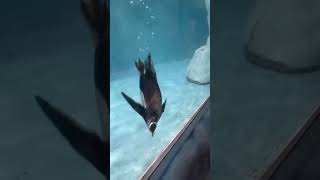 Dubai aquarium 🌸 automobile dubaiaquarium fish penguin waterlife [upl. by Alanah]