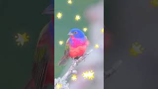 birds forest naturelove hummingbird shortsviral trending [upl. by Chappie]