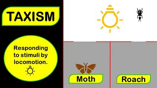 TAXISM Animated Examples [upl. by Ettenor]