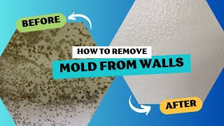 How to Remove Mold From Walls Step By Step [upl. by Jacobina715]