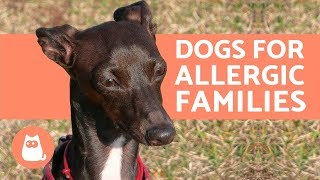 10 Hypoallergenic Dog Breeds for Allergic Families [upl. by Nnylyt]