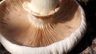 Pholiote du peuplier champignon comestible [upl. by Cowden]