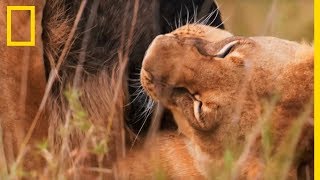 Cette lionne étouffe un gnou dans sa propre gueule [upl. by Relly]