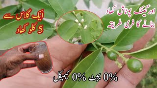 How to make homemade organic potash fertilizer  Use one glass get heavy fruiting [upl. by Acacia398]