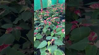 quot✨ Poinsettia Blooms Ready for Christmas 🎄🌺quot poinsettia Thakuri’snursery plantcare garden [upl. by Ahsitra]