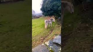 Precioso caballo tordo III Wonderful dapple gray horse horses caballos ghora stallion [upl. by Tallbott120]