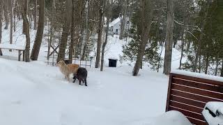 EXTREMELY RARE BLACK COYOTE AND WHITE WOLF [upl. by Sanfred481]