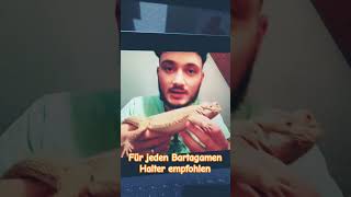 Der ultimative Bartagamen Ratgeber für alle Bartagamen Halter amp Fans 🦎😃🐉🥳 [upl. by Lupien]