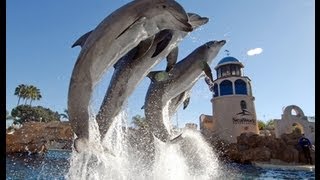 The Complete 2009 quotDolphin Discoveryquot Show at SeaWorld [upl. by Lleuqar]