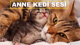 Anne Kedi Sesi  Kedi Çağırma Sesi [upl. by Enilorac516]