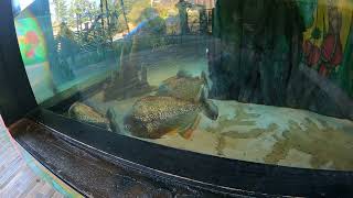 Point Defiance Zoo video 107 2160p60 [upl. by Enert]