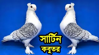 কমদামে সুন্দর কবুতর পালন  সবথেকে জনপ্রিয় সার্টিন কবুতর  Sartin Satinettes Pigeon [upl. by Ailimac]