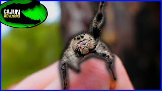 Worlds Friendliest Spider Giant Jumping Spider [upl. by Durston]