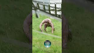 Fast Hairless Chimp run powerful [upl. by Hedaza]