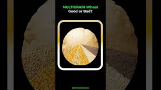 Multigrain Wheat Is It Safe for Everyone Vaidya Rajesh Kapoor Explains shorts ayurvedasecrets [upl. by Shannan278]