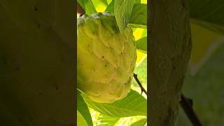 Geffner Atemoya 🥰✌️❤️👍florida food nature fruitcutting khmer eating tropicalfruit foryou [upl. by Faye]