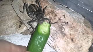 Acanthoplus longipesArmoured bush cricket eating cucumber [upl. by Lymann]