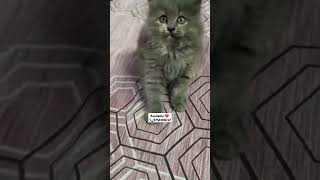 Gray cat sale in lucknow catindia cat persiancatseller [upl. by Niras]