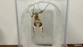 学名 Idolomantis diabolica ニセハナマオウカマキリ ♂ [upl. by Nwahsud]