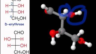 Tetroses Pentoses amp Hexoses [upl. by Brandes233]