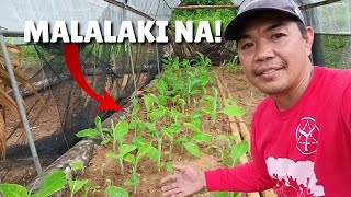 LAKATAN FARMING Successful Macro Propagation [upl. by Stegman413]