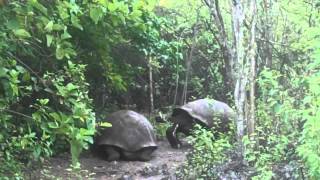 Giant Tortoise Displays Dominance in the Galápagos [upl. by Lenox]