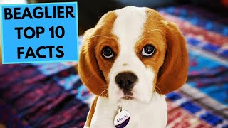 Beaglier  TOP 10 Interesting Facts [upl. by Elvia755]