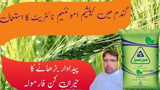 Use of Calcium Ammonium Nitrate in Wheat CropCane Gawara ka EstimalGhulam Shabeer Velogs [upl. by Harutek]