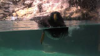 エトピリカ アクアワールド茨城県大洗水族館 2017年10月21日 [upl. by Durkin]