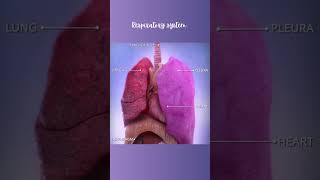 Respiratory system anatomy anatomymadeeasy usmlestep neet [upl. by Htrap]