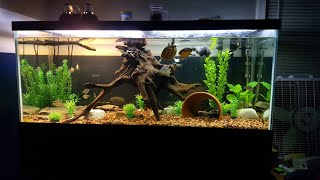 75 Gallon Turtle Community Tank aquarium fishroom fishtank [upl. by Dnaltroc]