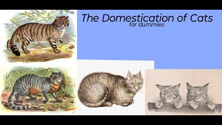 The Domestication of Cats [upl. by Farver]