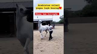 Arabiston otlari ham chiroyli turimi yoki yu sevishganlarsuhbati horse [upl. by Adnirolc]